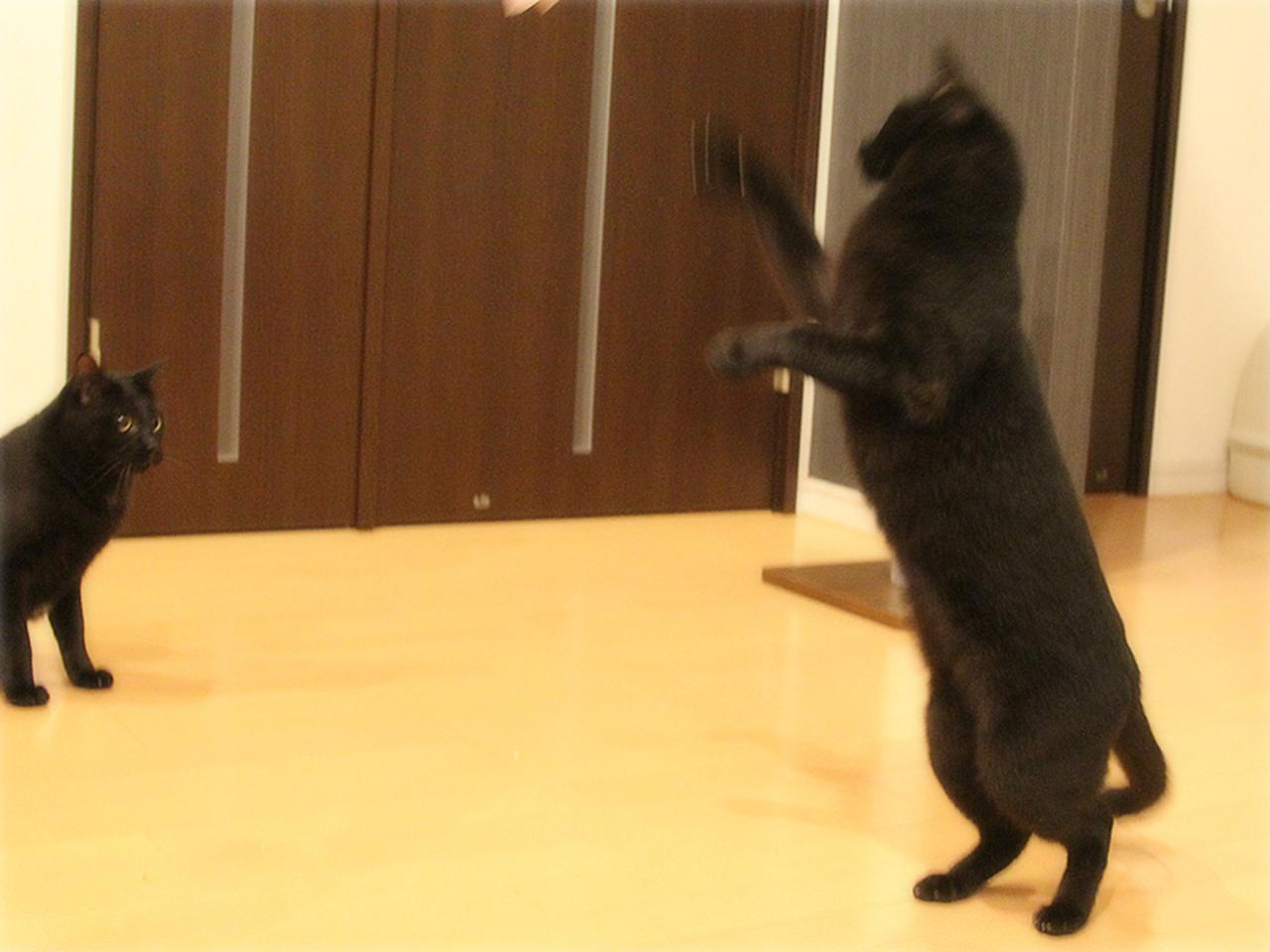 画像: 運動神経は鈍いうちの子たち