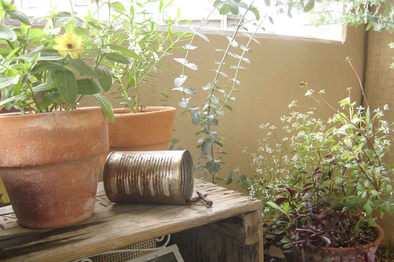 画像: 写真に残してみると、植物だけでなく、その後ろに映る景色も大切なのだと気づきました