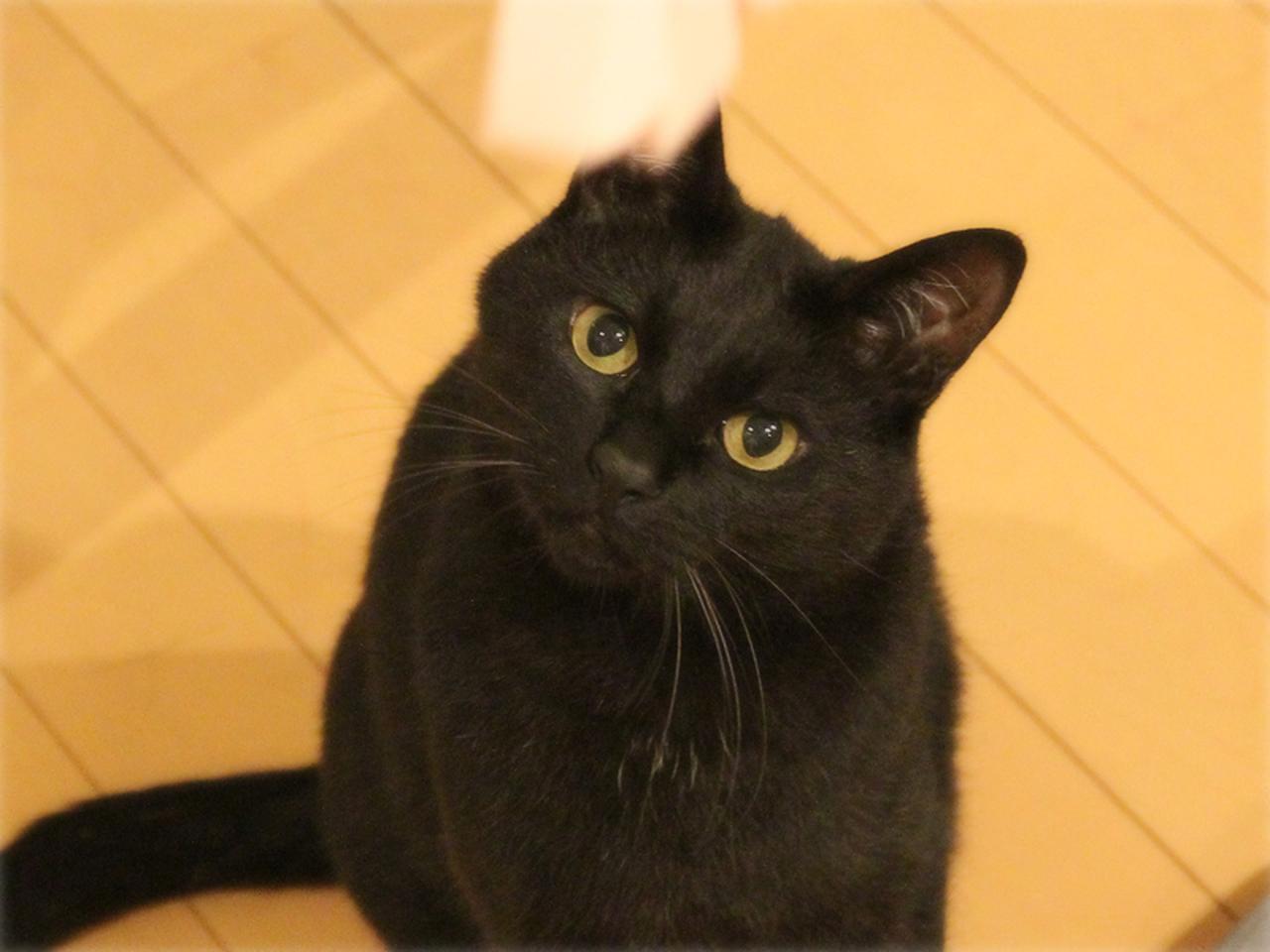 画像: おもちゃを見つめる一(いつ)