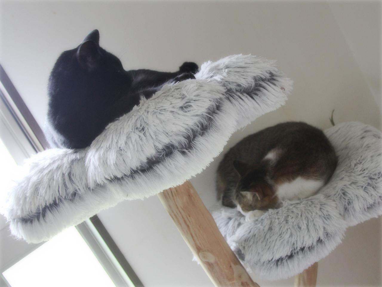 画像: キャットタワーでちょうどいい距離感
