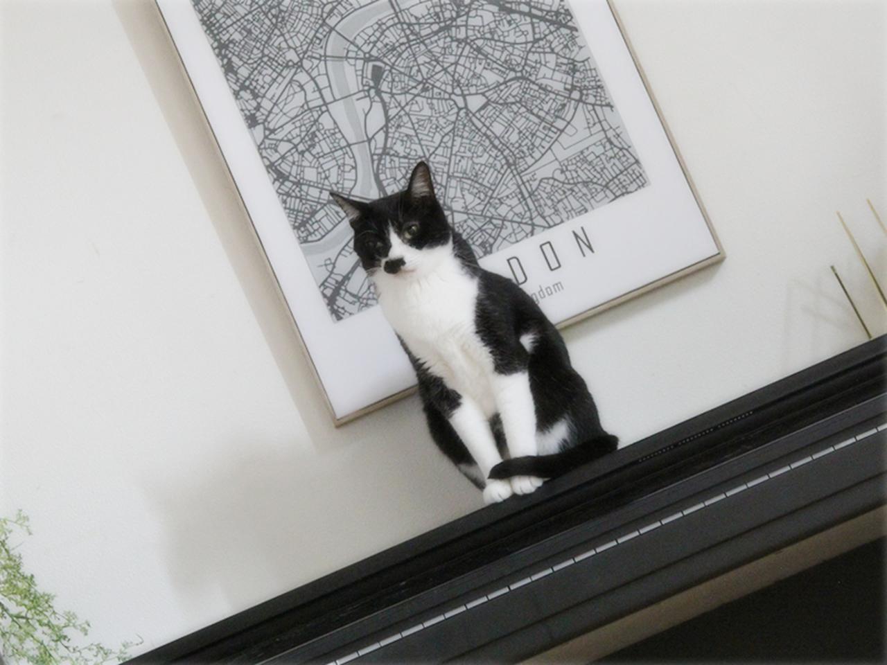 画像: 猫が乗るためだけに置いてある電子ピアノ