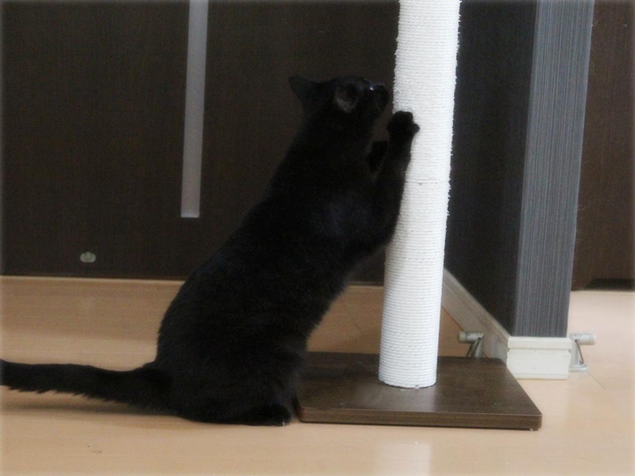 画像: 最近お気に入りの爪とぎ。ふたり同時に使うことも