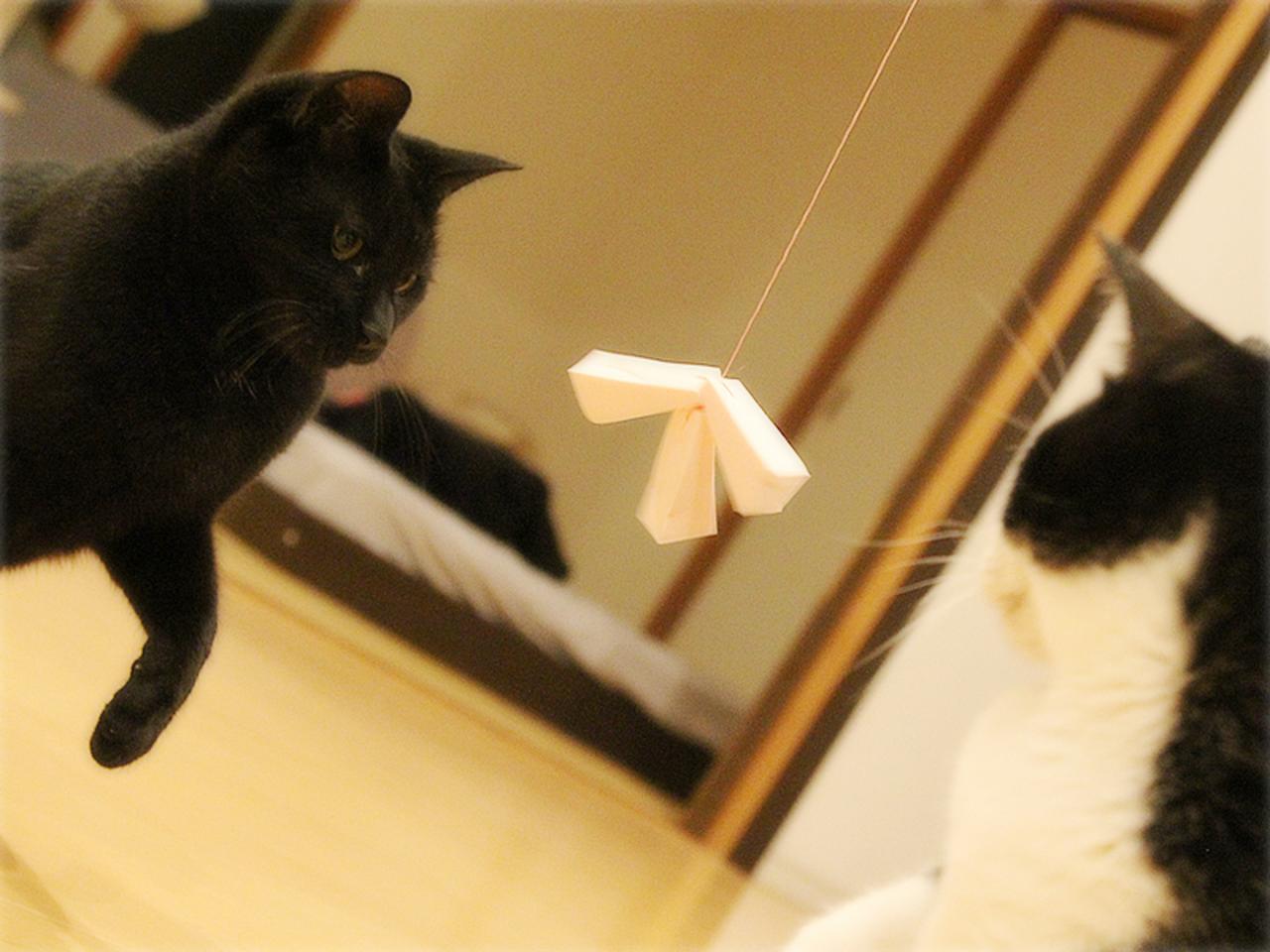 画像: どっちが捕まえる?