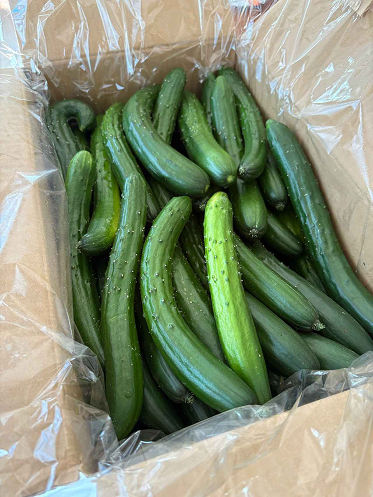画像: あすまるさんキッチンには、商品化できないきゅうりが一度に10~20kg(100~200本)届きます