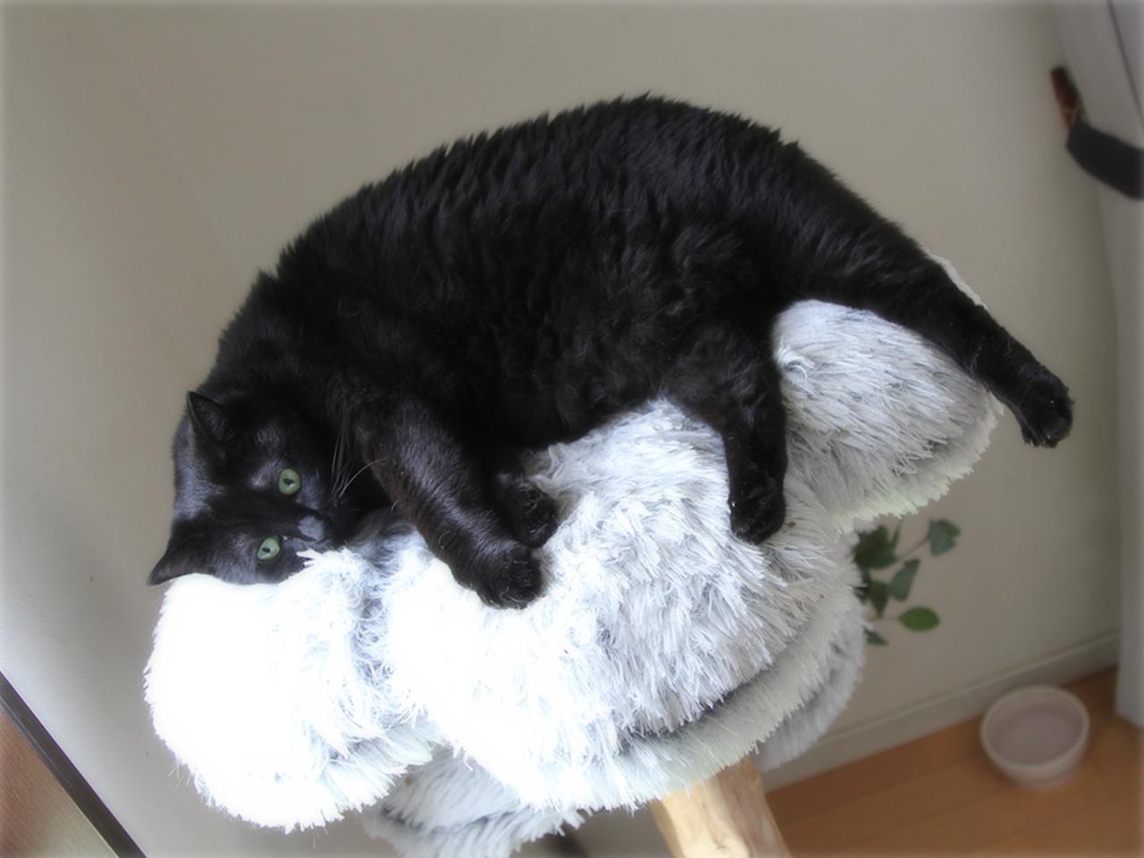 画像: 一階のキャットタワーはヨナの基地
