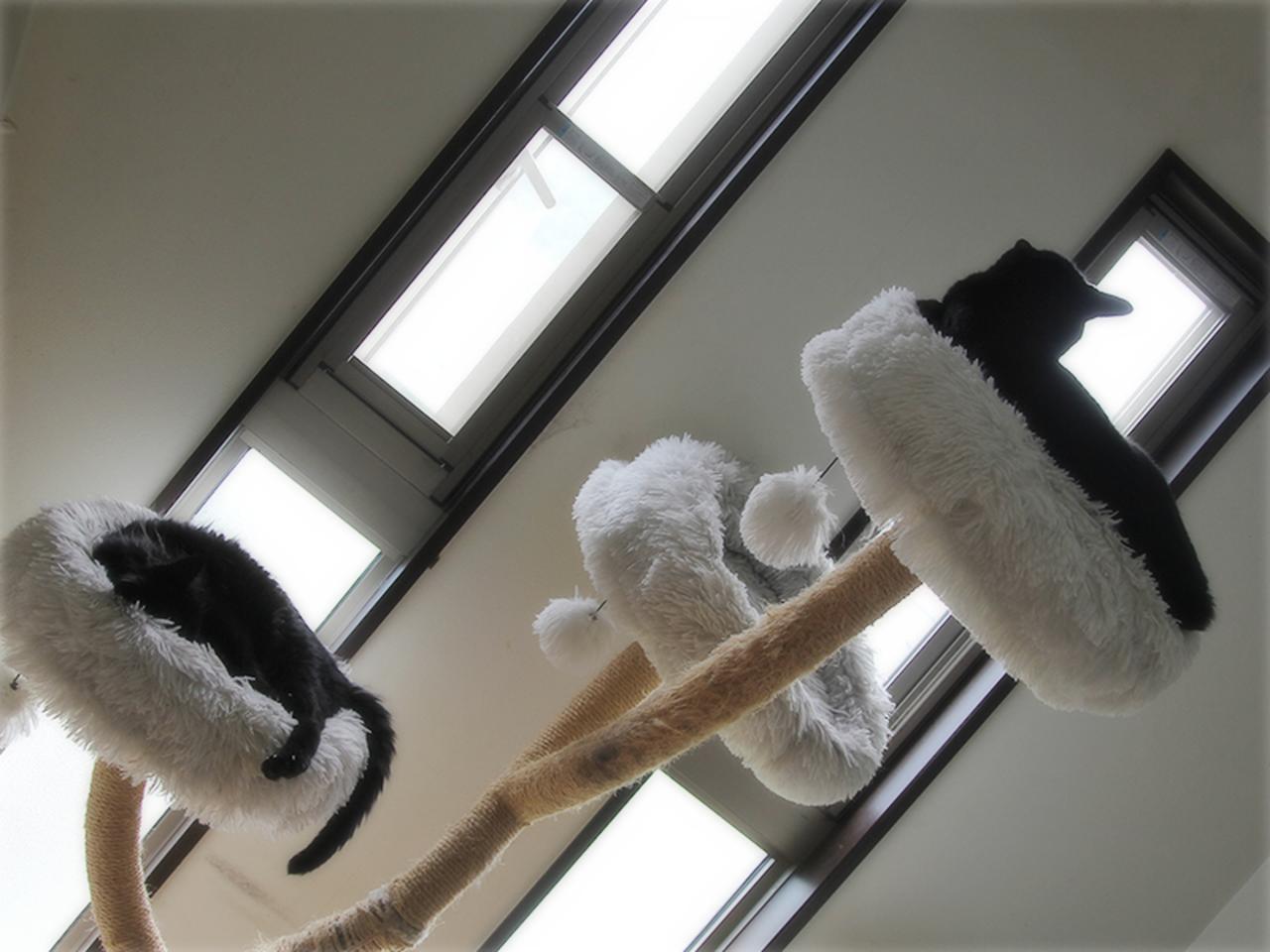 画像: 二階のキャットタワー