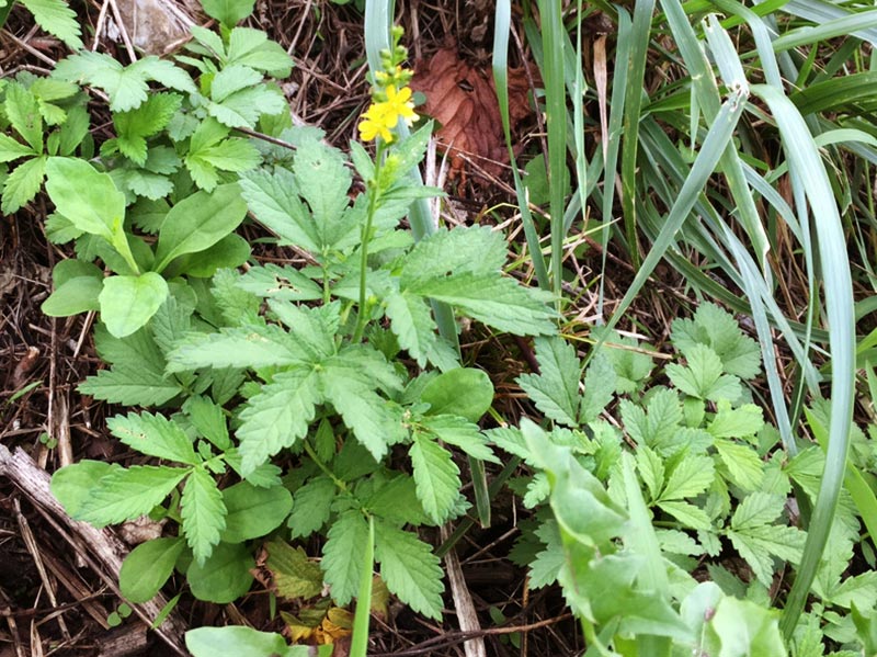 画像: 香り豊かでクセがなく食べやすい キンミズヒキ
