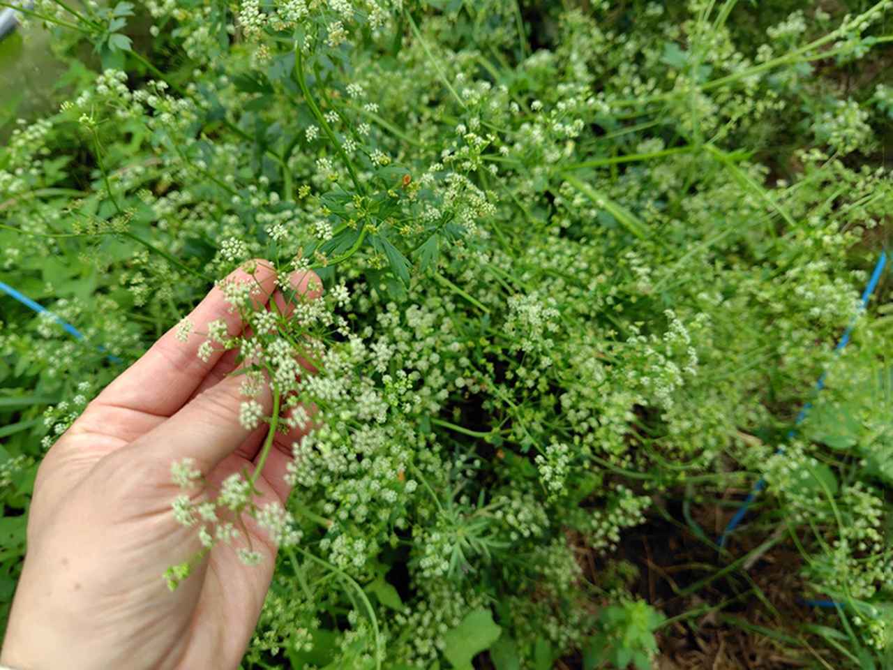 画像: スープセロリの花。ハーブは名前通りスープや煮込みに、花はサラダに散らして使います