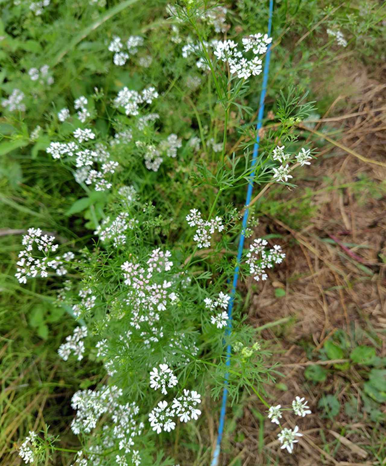 画像: パクチーの花