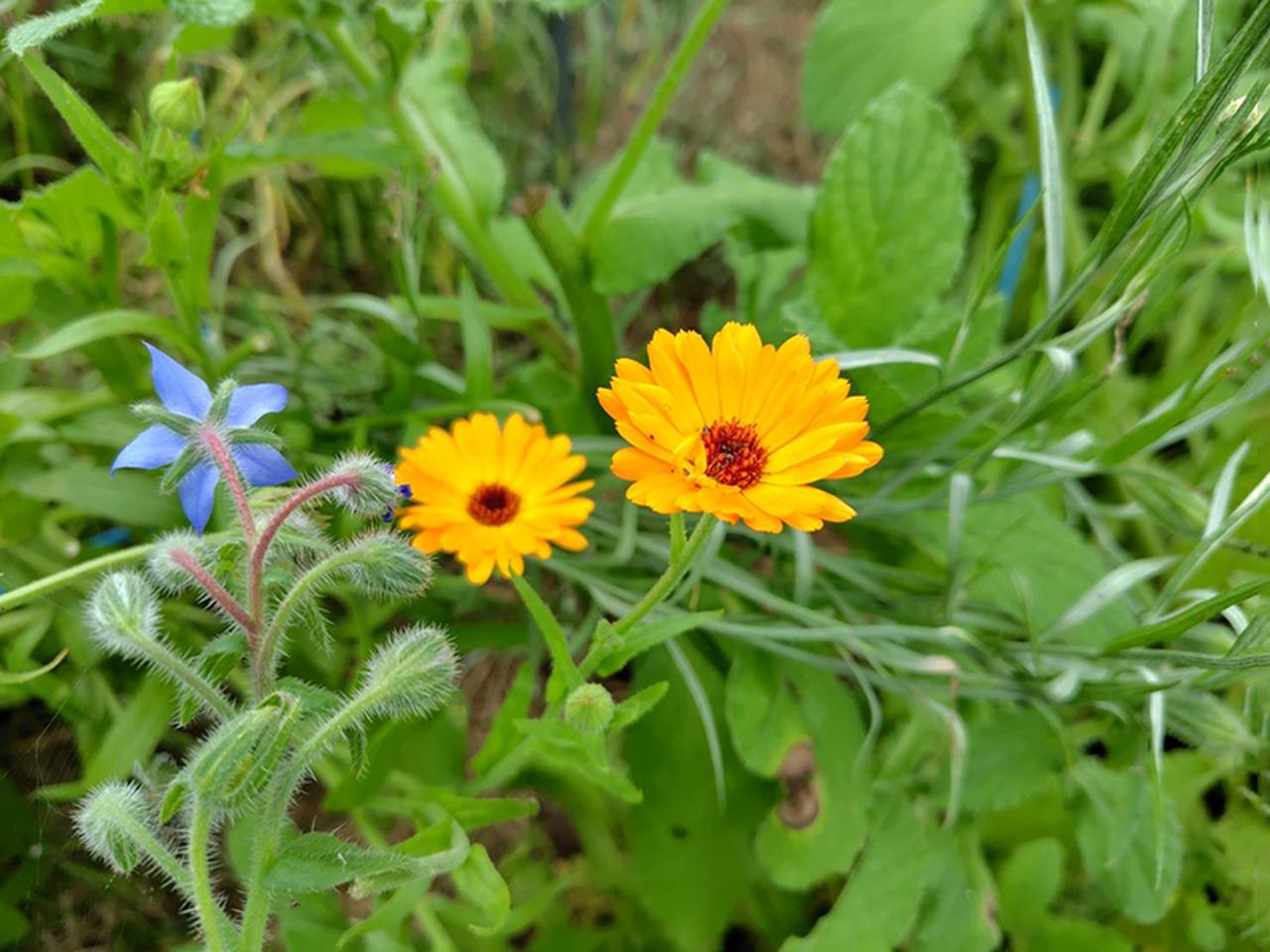 画像: 左はポリジの花、右はカレンデュラ