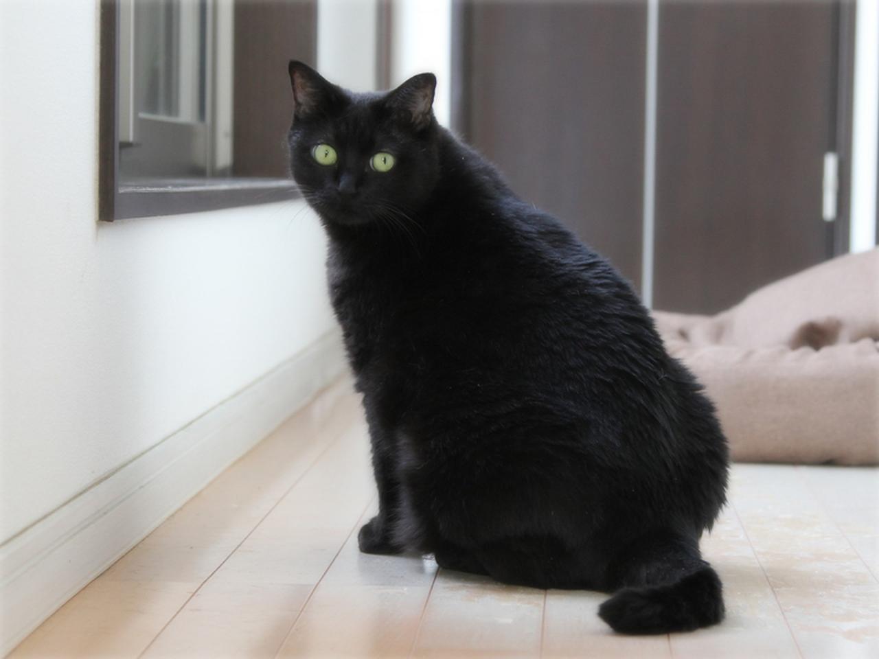 画像: 暑いのに、なぜ日向......