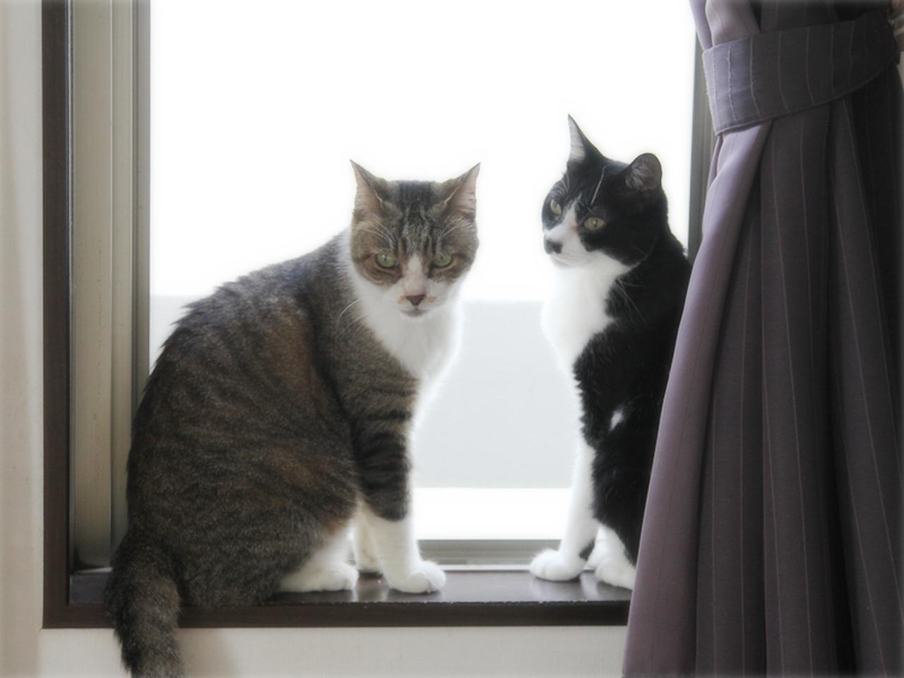 画像: エアコン嫌いの猫と、今年も始まる夏の攻防