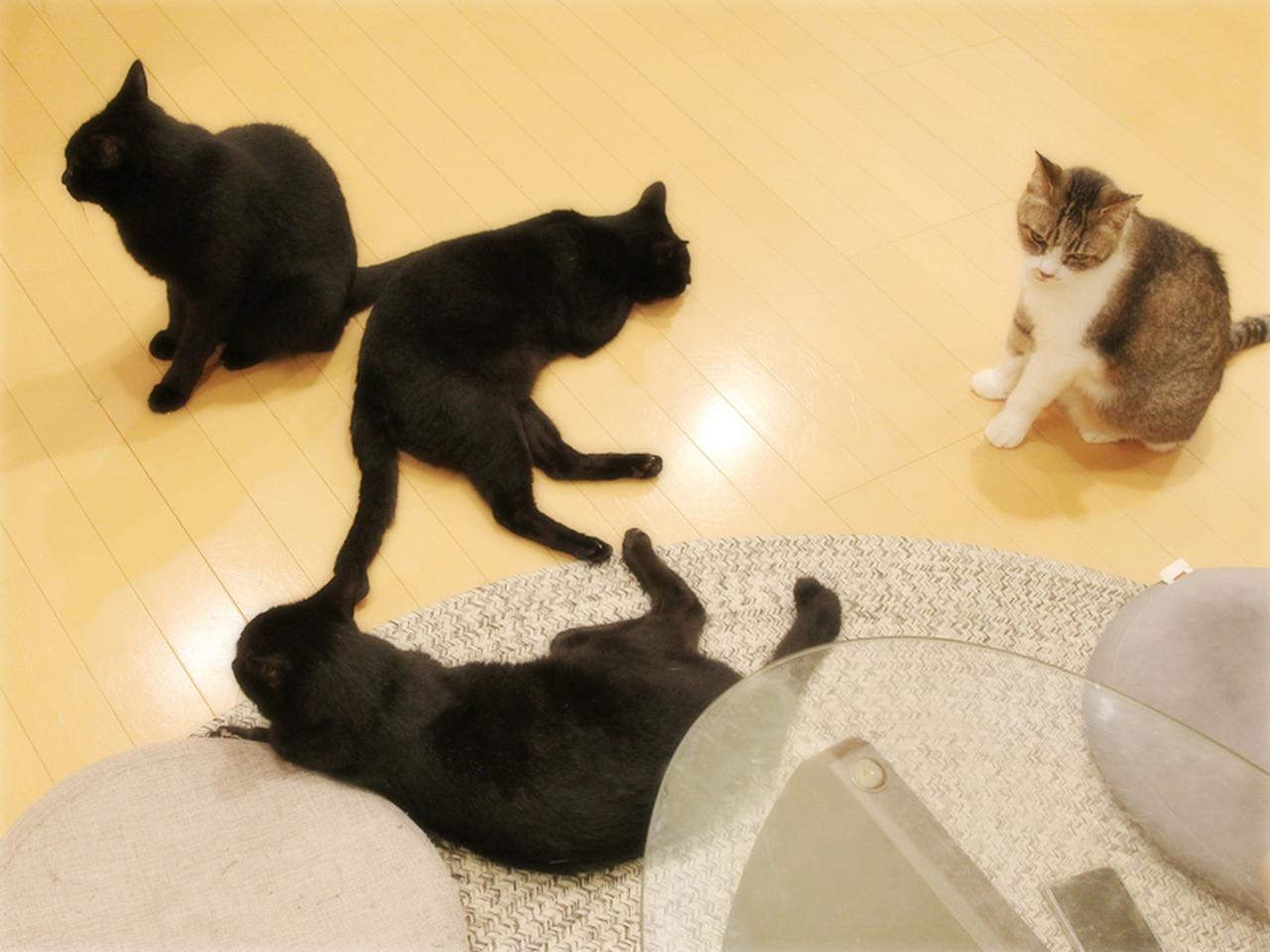 画像: 夜エアコンを消すと集まってきます