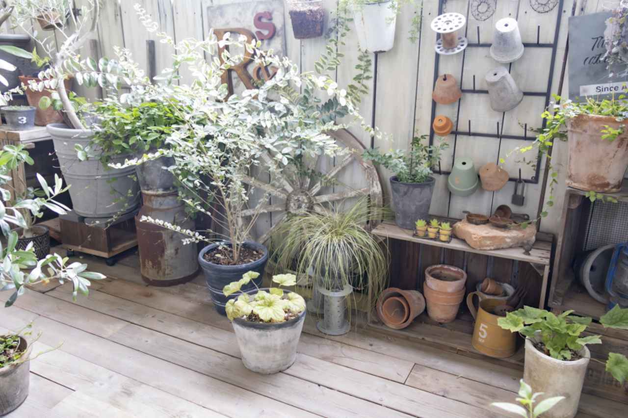 画像: 眺めたときには、緑がひとつにつながって見えるようにしつつ、ひと鉢ずつには余白を残すのも忘れません。葉の間を風が通り抜ける、心地よい景色になりました