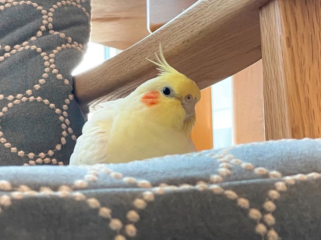 画像: オカメインコの“あずき”。この子を守ることも考えて備えています