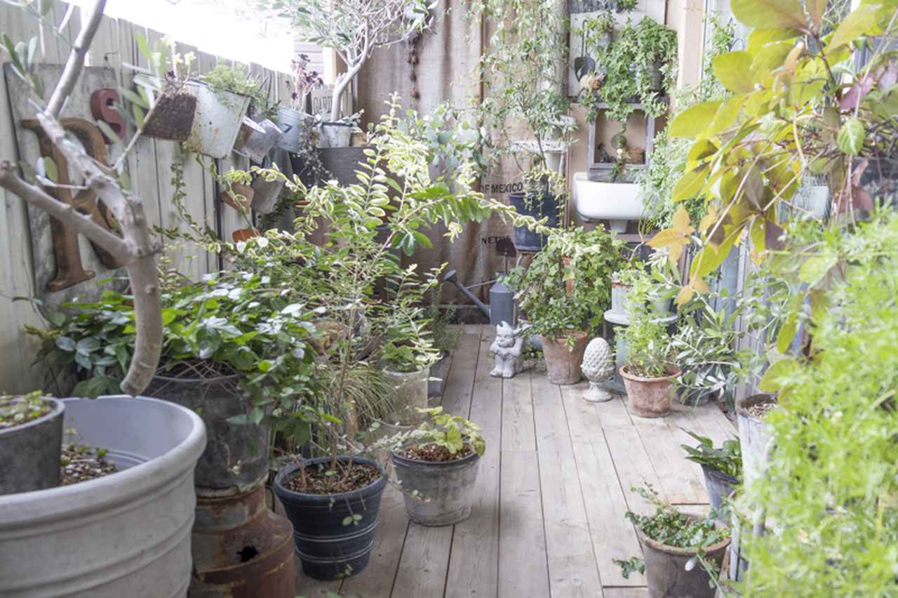 画像: ベランダの中央に通路を残し、左右に植物を配置。緑に囲まれた小径ができました