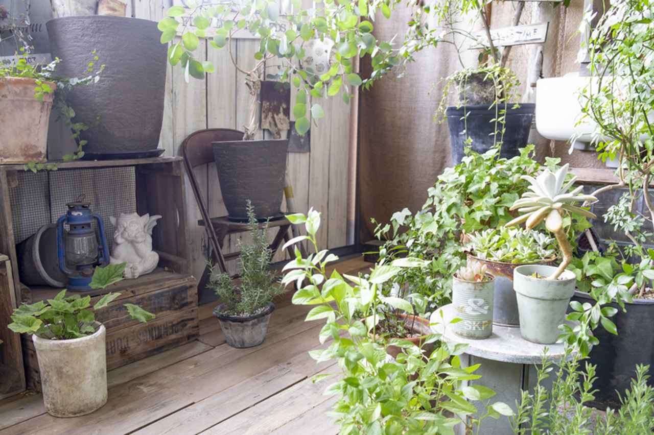 画像: 右手前の、グリーンに囲まれた台の上は、多肉植物のコーナーに。その奥には何があるのかな......と、のぞき込んでみたくなるような景色になっていたらうれしいです