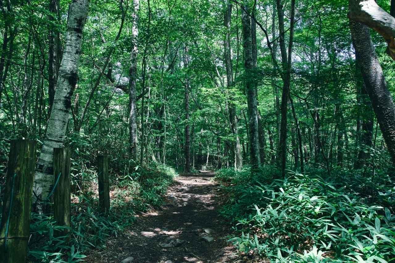 画像2: 夏に楽しむ「山梨・八ヶ岳」の日帰り旅おすすめエリア3つ。緑豊かな避暑地や行列スイーツも！地元民が教える“いやしスポット”／カメラマン・柳原久子さん