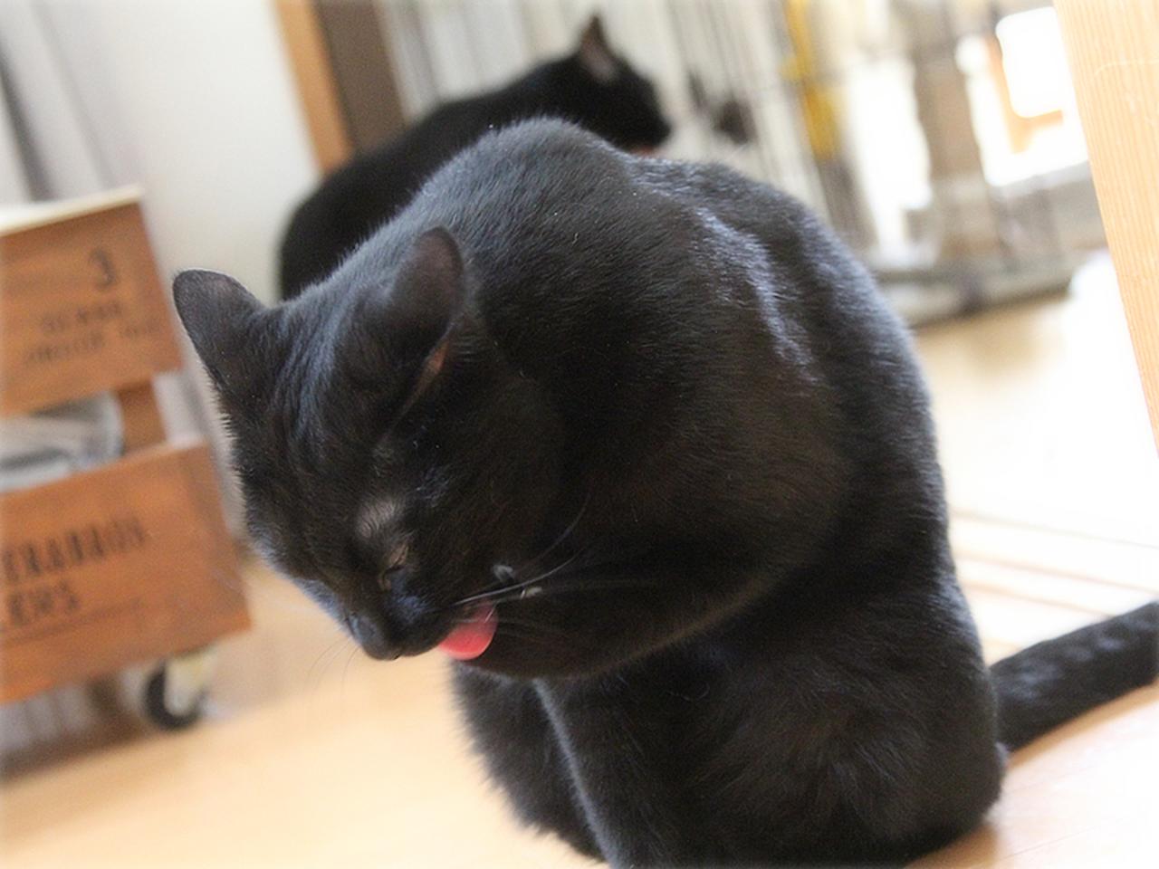 画像: 満足げにお顔を洗う
