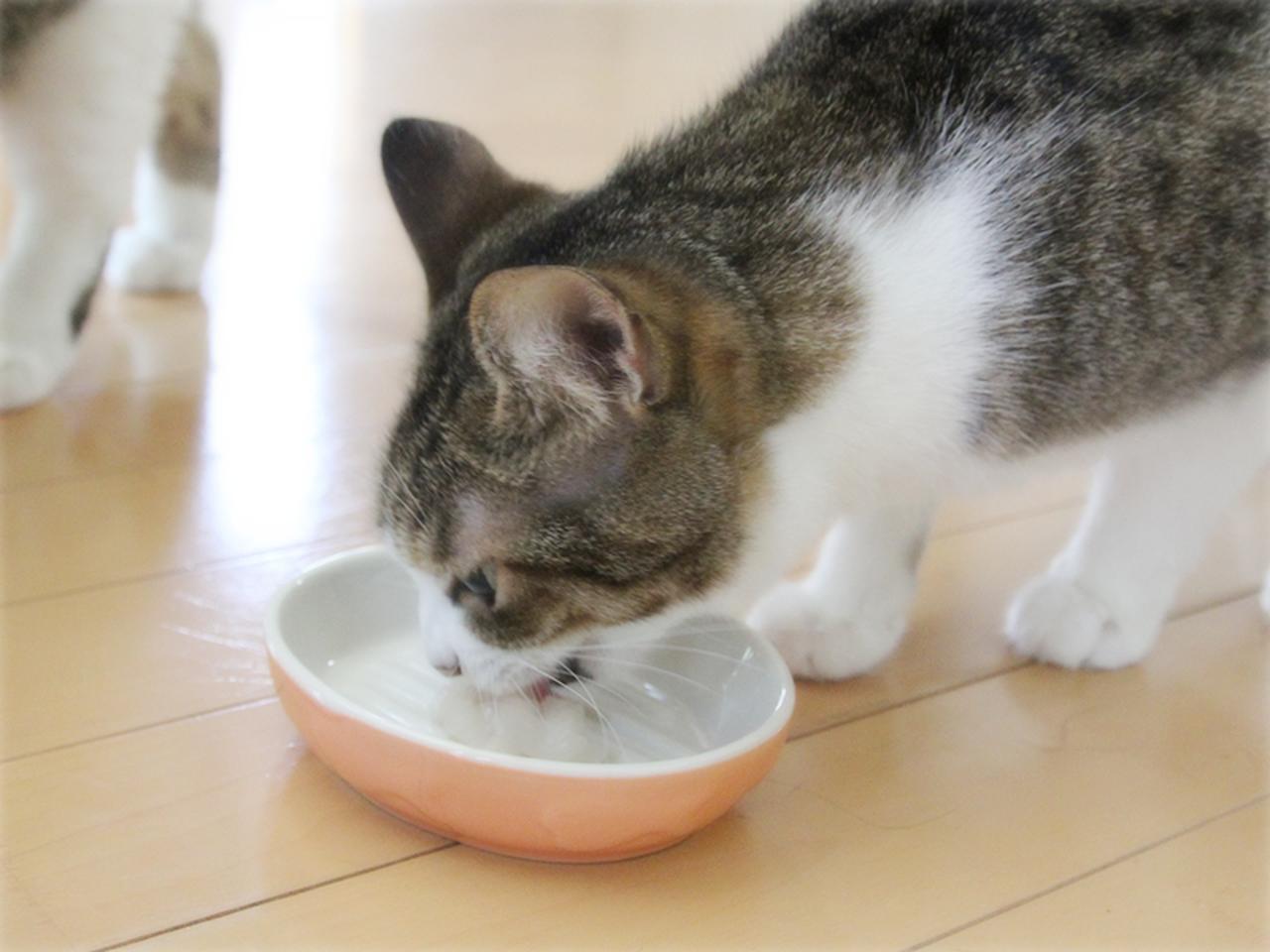 画像: ウェットフードの食いつきは抜群