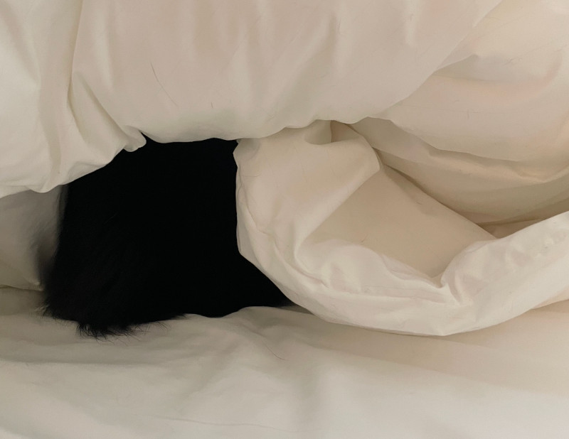 画像: 飼いねこは早起き後また寝ます