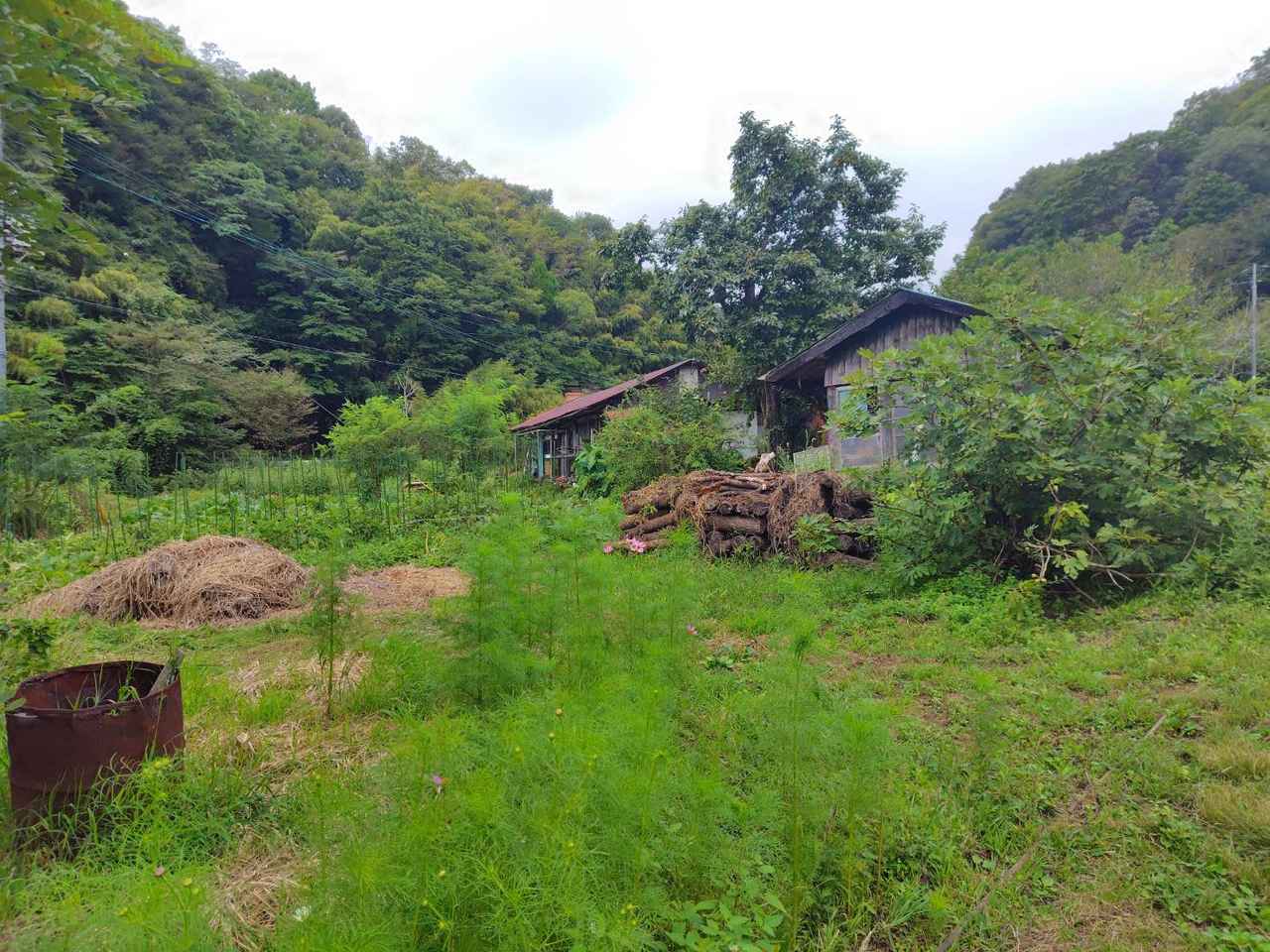 画像: 写真奥に見えるのが家の前の畑