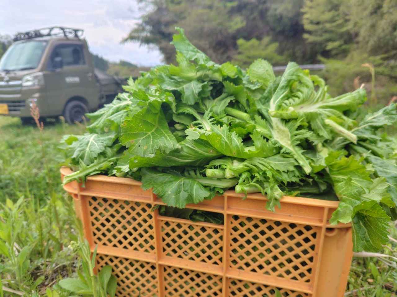 画像: 春に収穫した“こぶ高菜”。炒めてペーストにし、保存食に。解凍してトマトソースと合わせるとおいしい