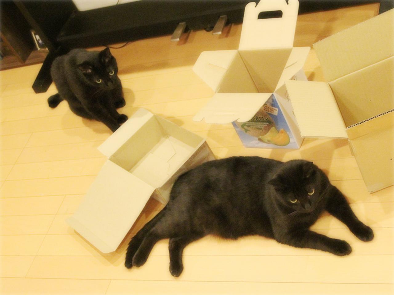 画像: 猫のための謎の箱