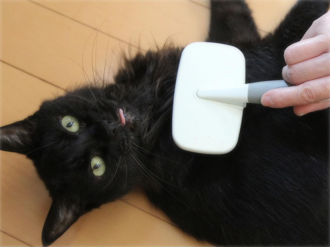 猫アレルギーだけど“10匹の猫”と暮らすわが家の「もふもふ換毛期」鼻は