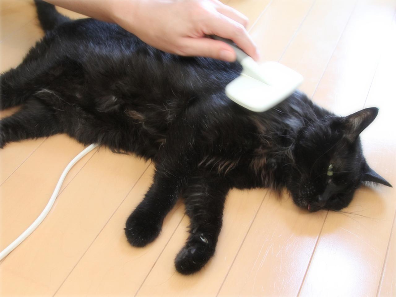画像: 半長毛だから、毛もたっぷり
