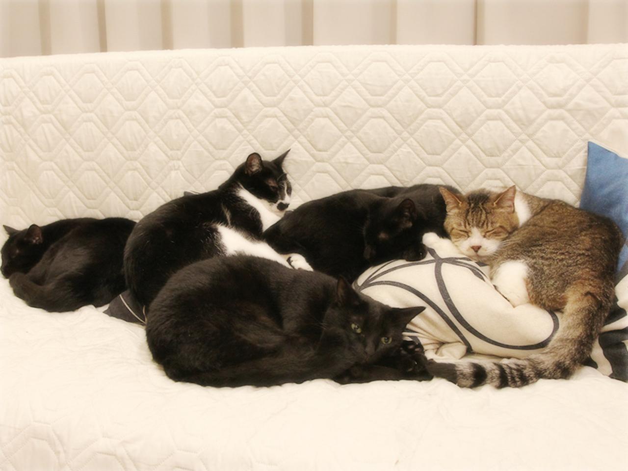 画像: クッションが見えない！ ソファは猫たちのもの