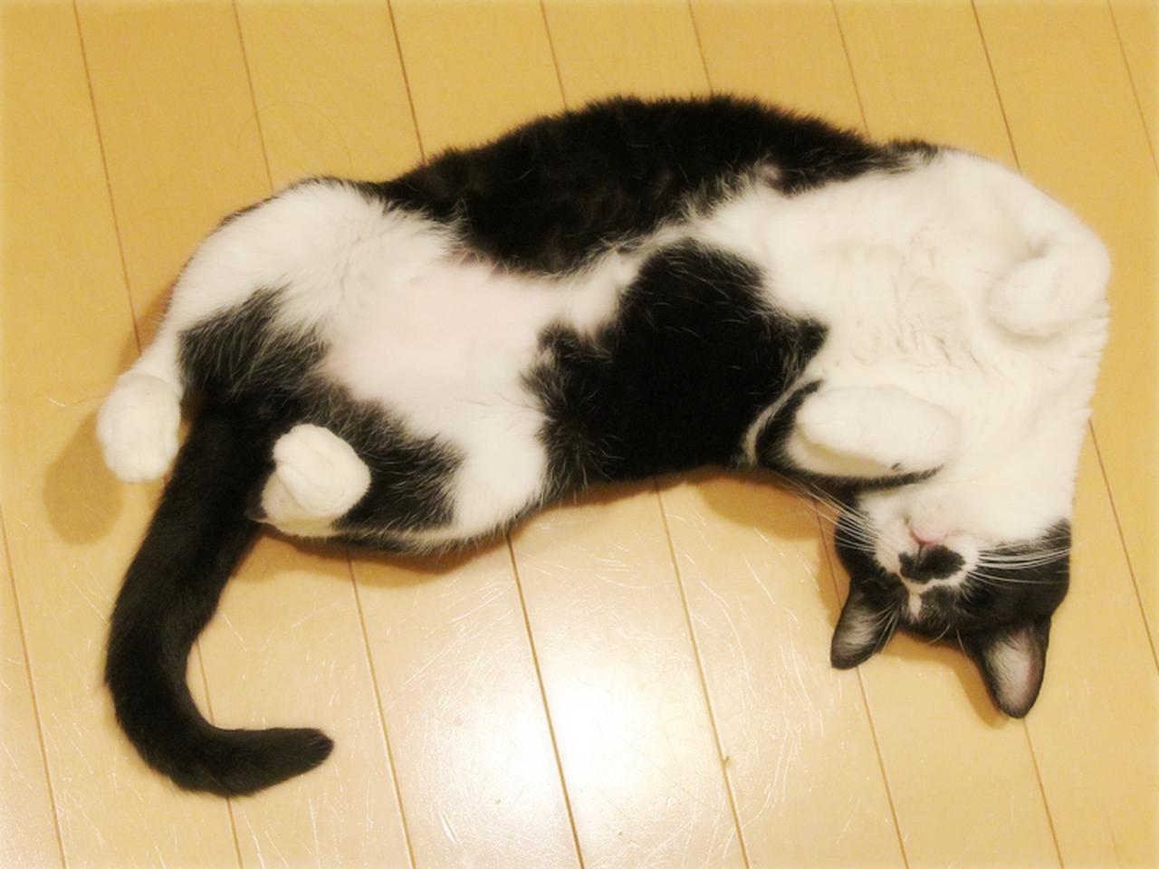 画像: おなかを見せるほど人が好き