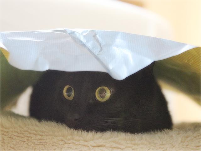 画像: 生きづらい世界で、猫が教えてくれたこと - 天然生活web