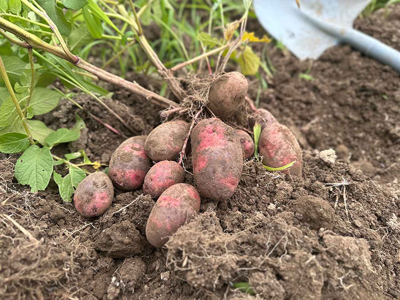 画像: 畑が離れた場所にある場合は手間のかからない芋類など植えるのもいい
