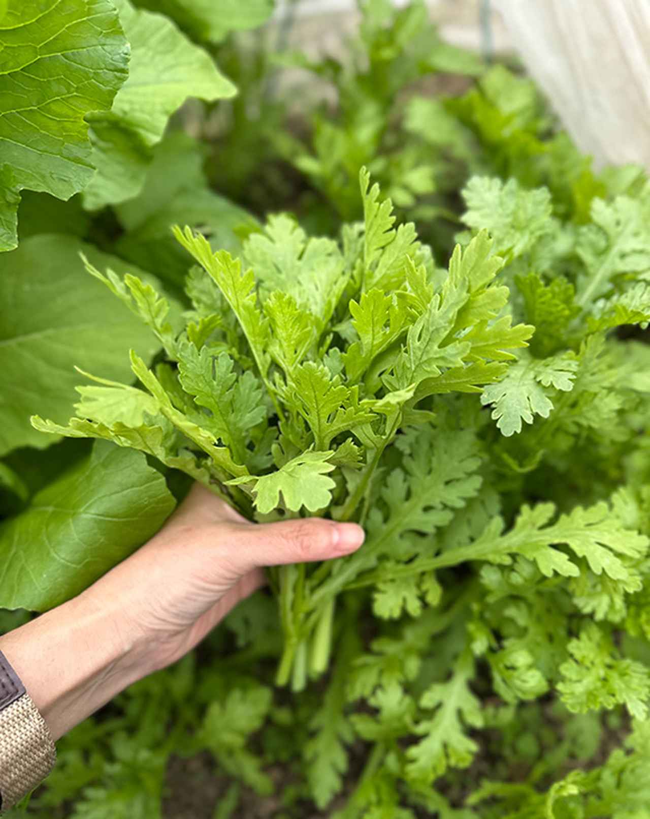 画像: 採りたてをすぐに食べられるのは家庭菜園の醍醐味です