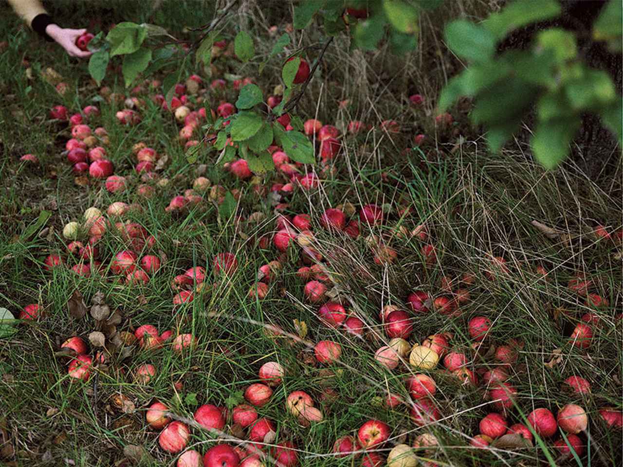画像1: リトアニア