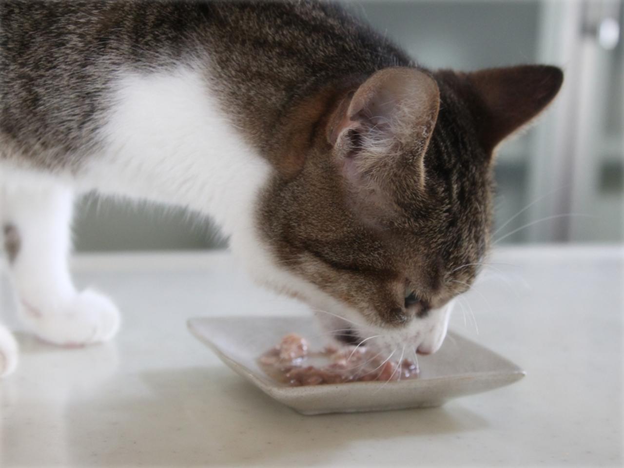 画像: 特製ごはんじゃないと食べないこころ
