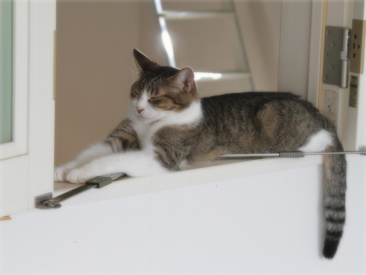 画像: 高いところから、私の動きを監視