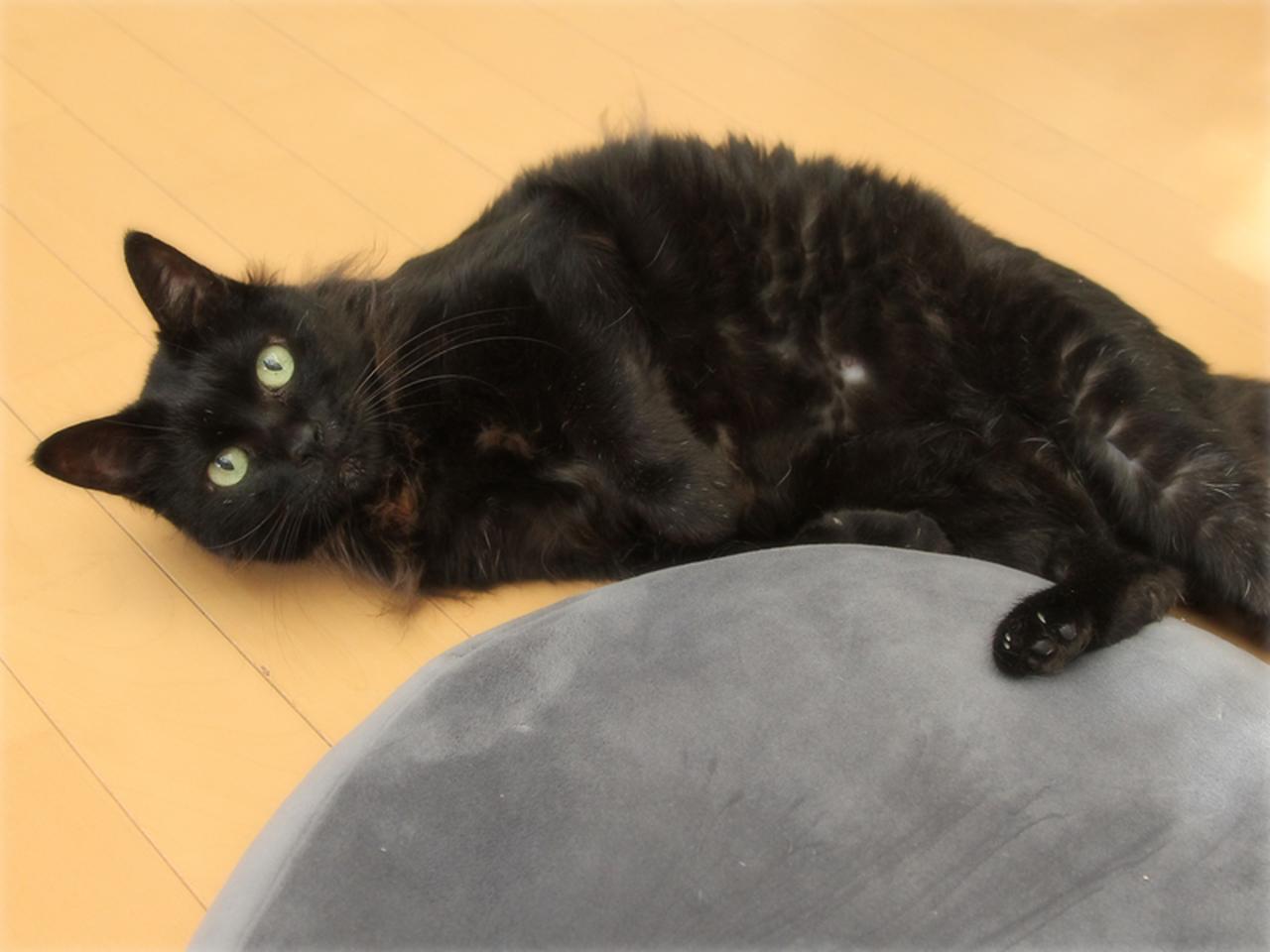 画像: 用事をしてても、みてみて攻撃