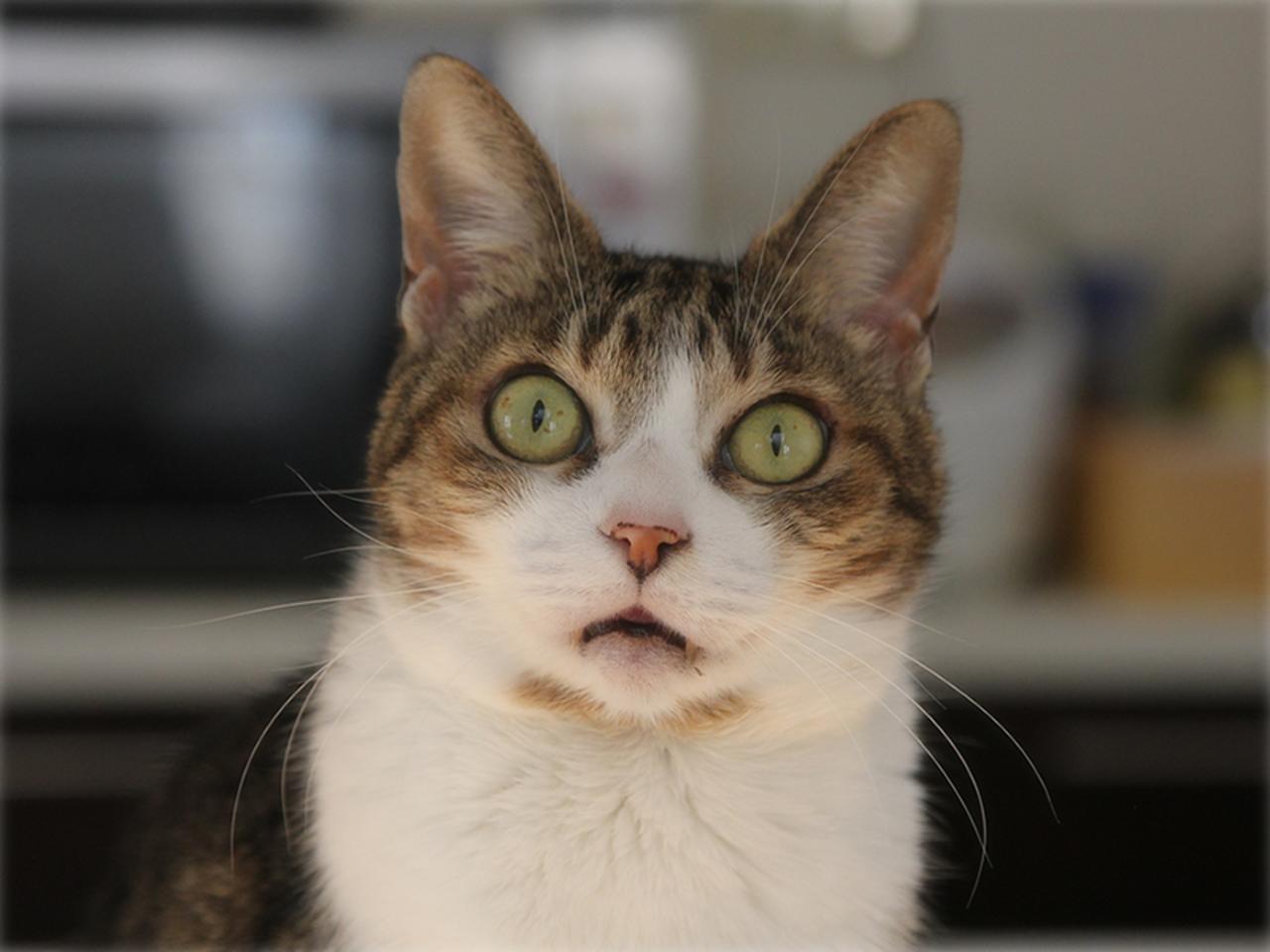 画像: 私がいうことをきかないと「はぁ？」という顔のこころ
