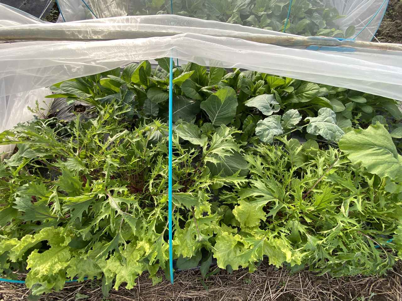 画像: 害虫予防にネットをかけます。いったんポットで育苗してから定植するものも