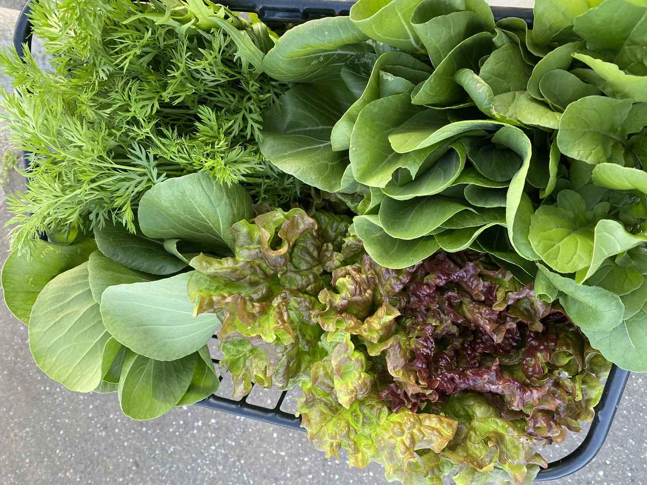 画像: 自転車のカゴにたっぷり収穫した葉物野菜。左上はにんじんの間引き菜