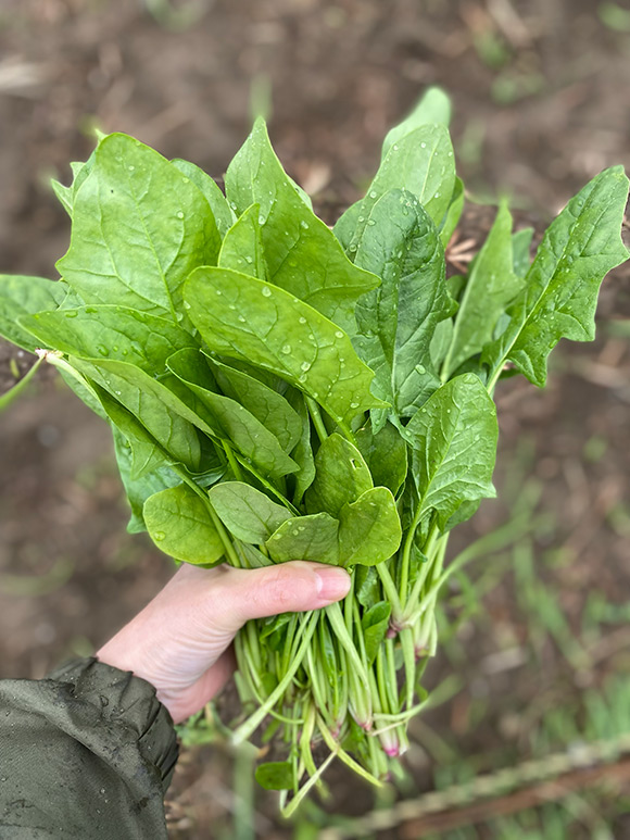 画像: おすすめ葉物野菜５ ほうれんそう