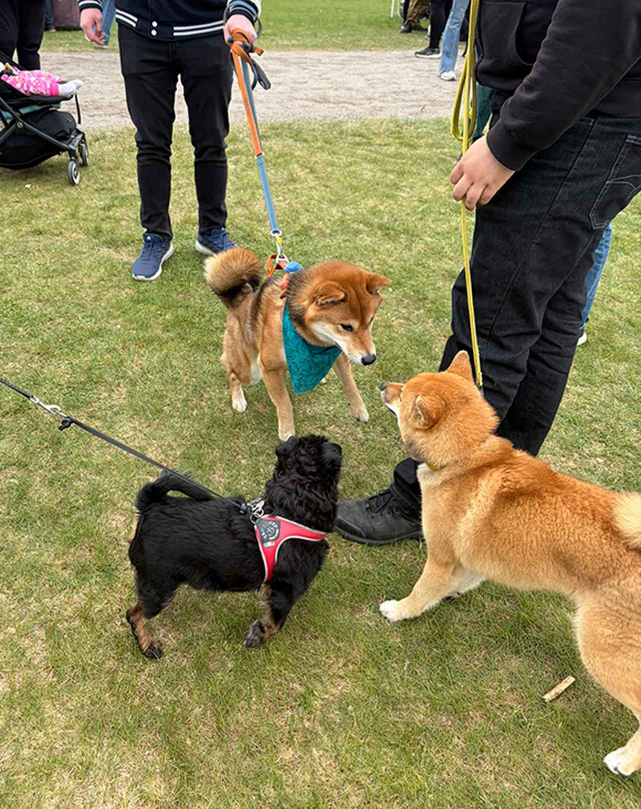 画像3: 街じゅうで出会えるかわいい相棒たち