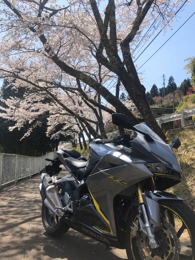 画像: 東京都内はもう完全に散りましたけど、4/11日時点でまだまだ桜がたっぷり。得した気分です。