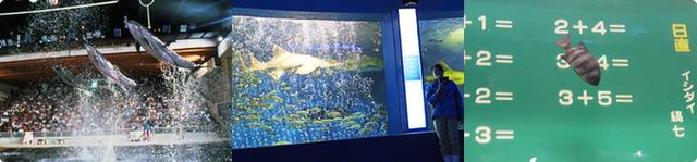画像: 京急油壺マリンパーク公式サイトより www.aburatsubo.co.jp
