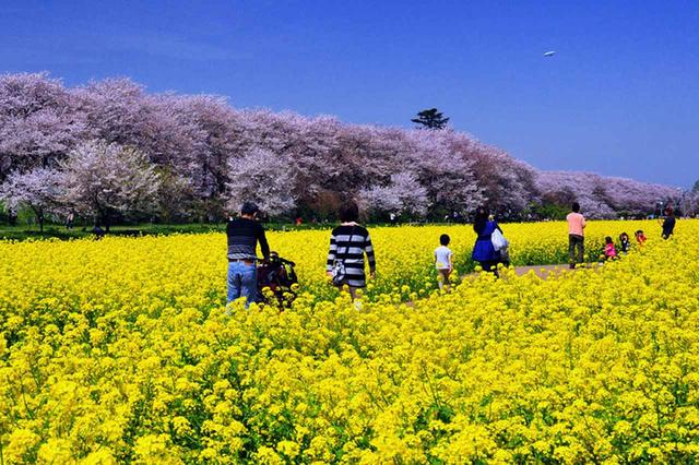 画像: 幸手し観光協会公式サイトより www.satte-k.com