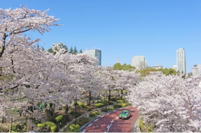 画像1: 今すぐ行ける!都内の桜ツーリング4選♩