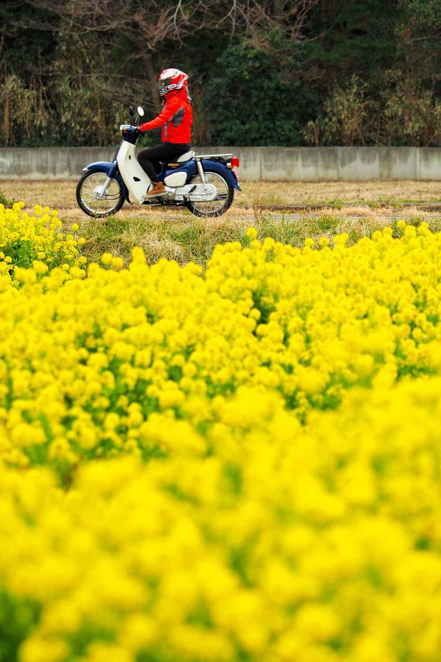 画像6: 菜の花畑を見に煌めきの丘へむかいます!