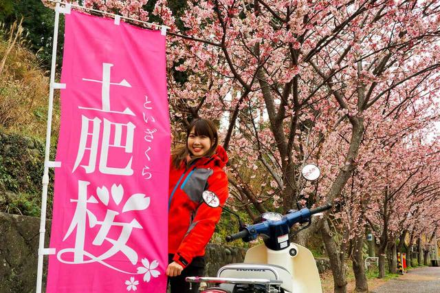 画像3: 道中で偶然桜が綺麗なポイントに出会いました!